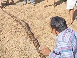 Warga Geger, Ular Sanca Sepanjang 4 Meter Ditemukan di Sawah Durian Tuga Lambeh