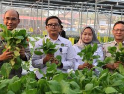 Greenhouse SPPG Palmerah Panen Sawi dan Nila untuk Menu Bergizi 2.529 Penerima Manfaat