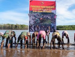 Bersatu Dengan Alam, Satgas TMMD Kodim 1710/Mimika Tanam Ribuan Bibit Mangrove